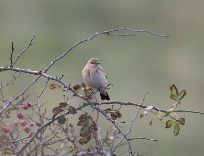 Isabelline Wheatear