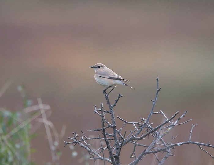 Isabelline Wheatear