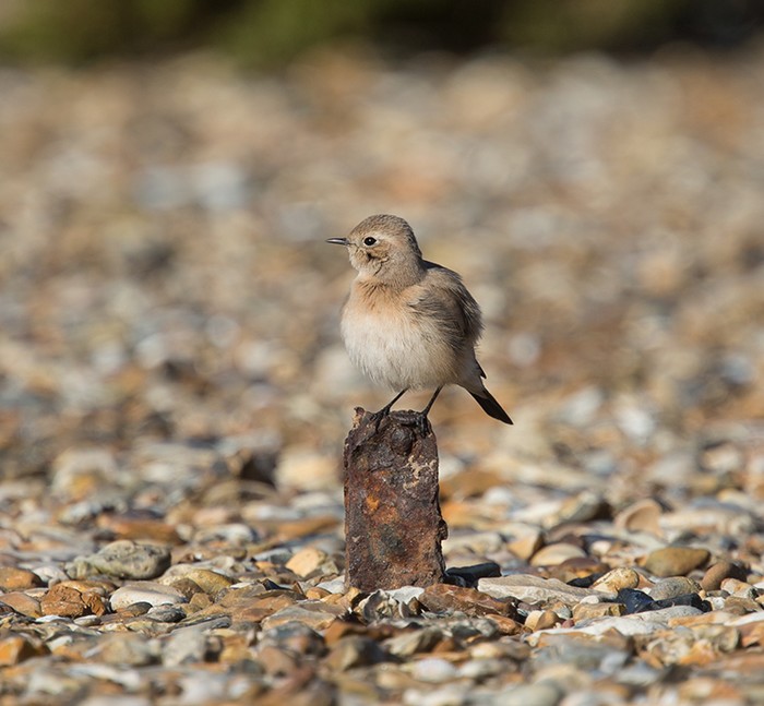 Desert Wheatear