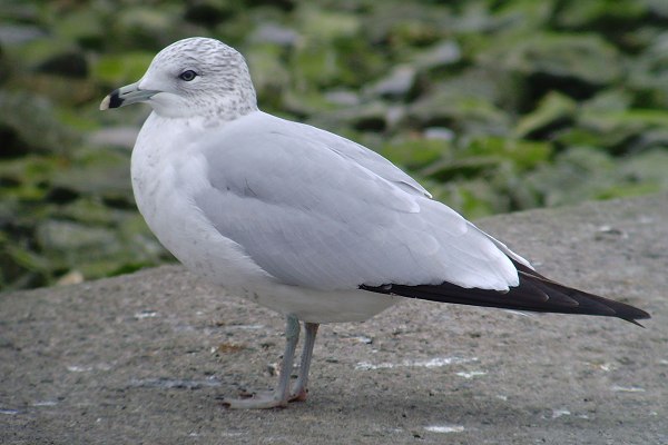 Ring-billed Gull