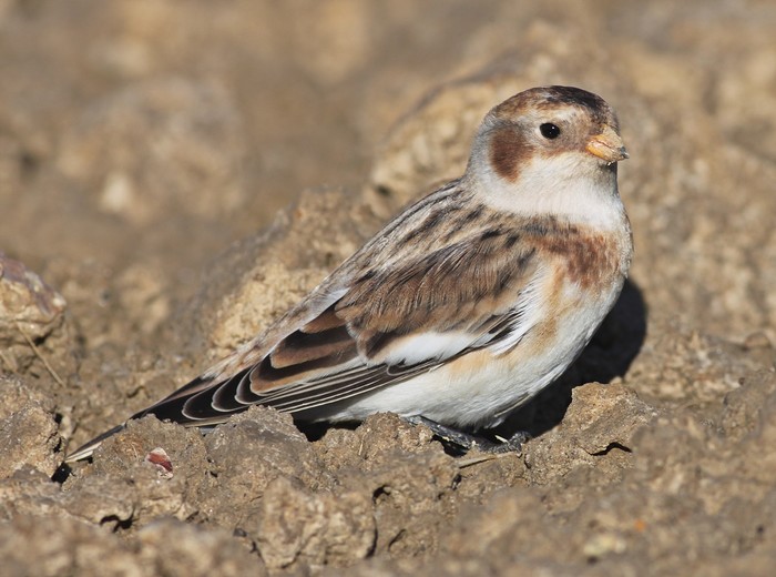 Snow Bunting
