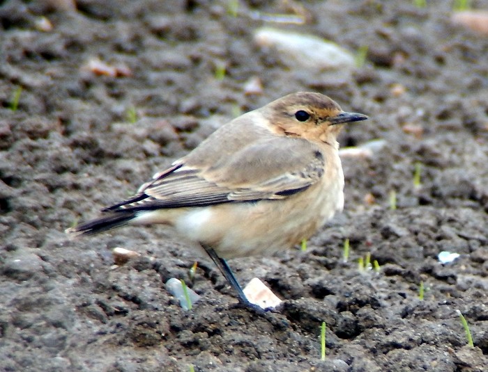 Isabelline Wheatear