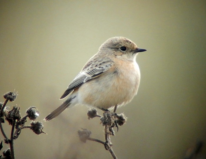 Siberian Stonechat