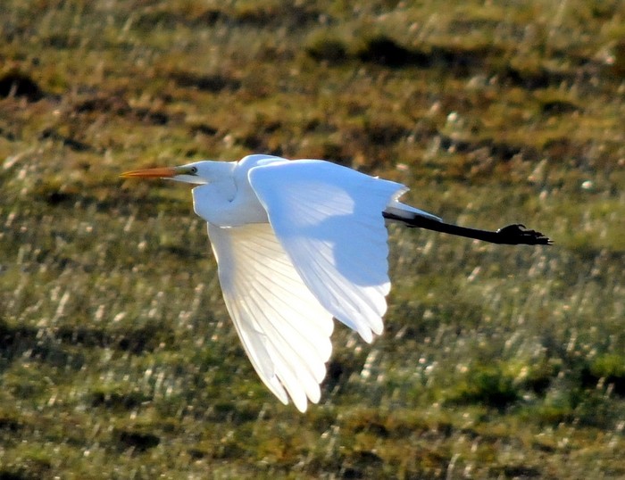 Great White Egret