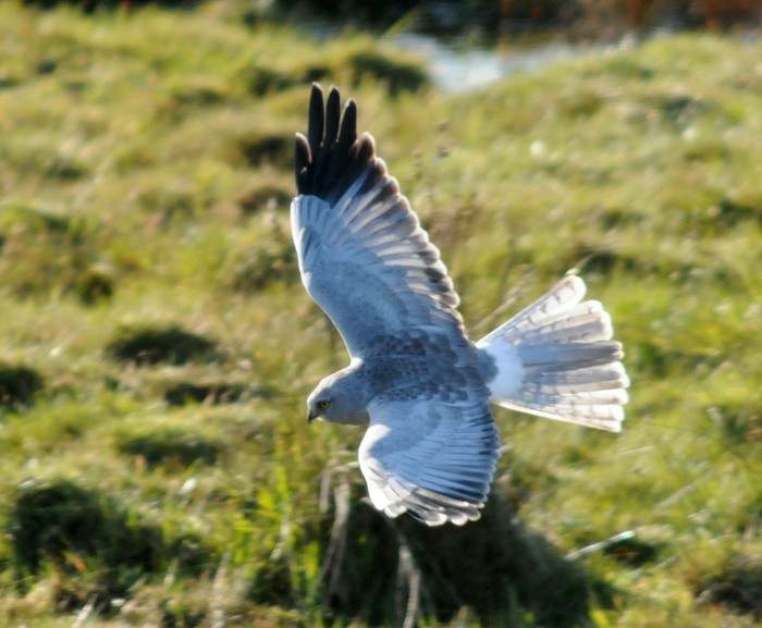 Hen Harrier