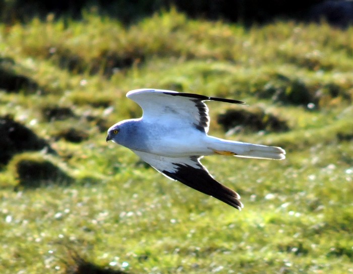 Hen Harrier