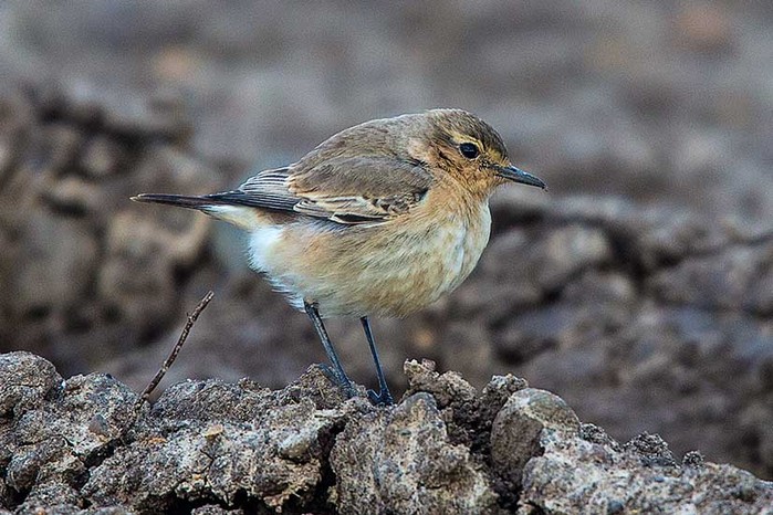 Isabelline Wheatear