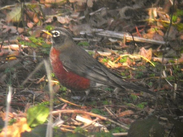 American Robin