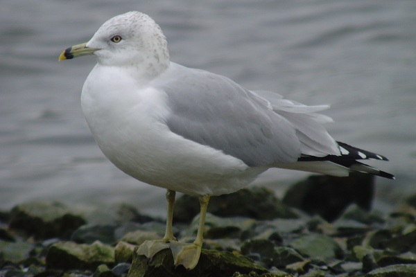 Ring-billed Gull