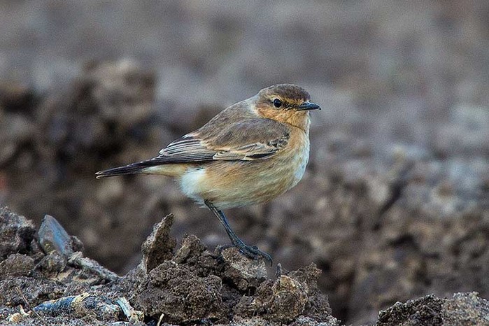 Isabelline Wheatear