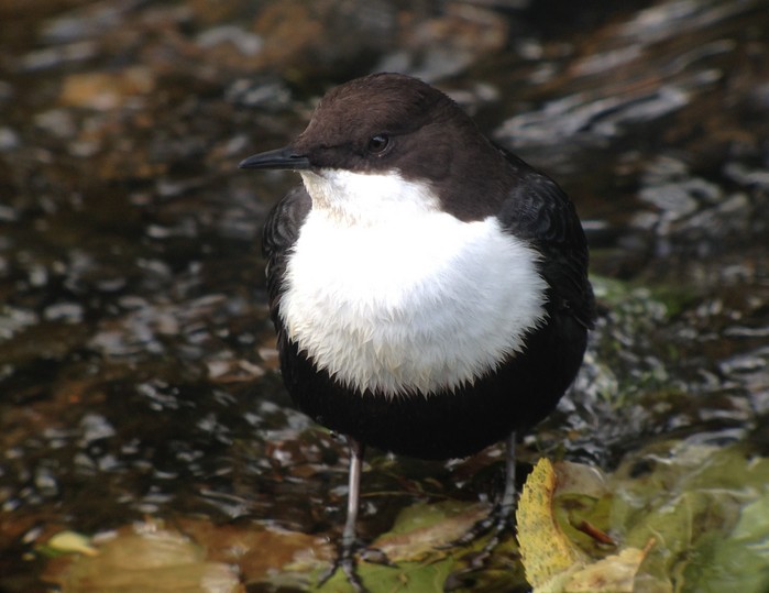 Black-bellied Dipper