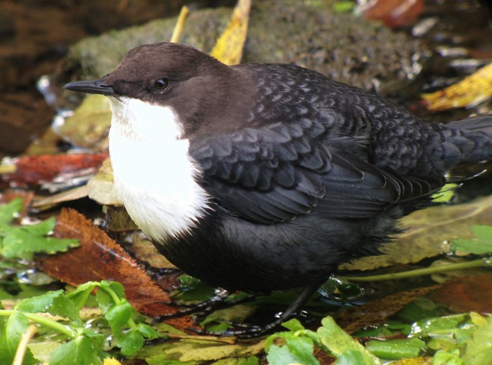 Black-bellied Dipper