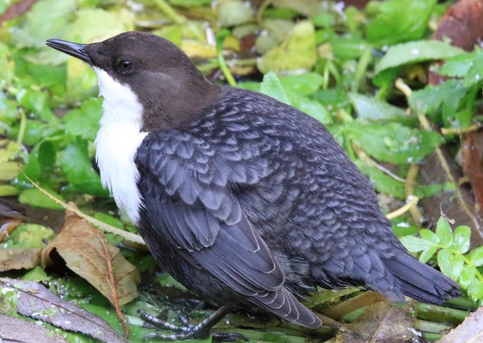 Black-bellied Dipper