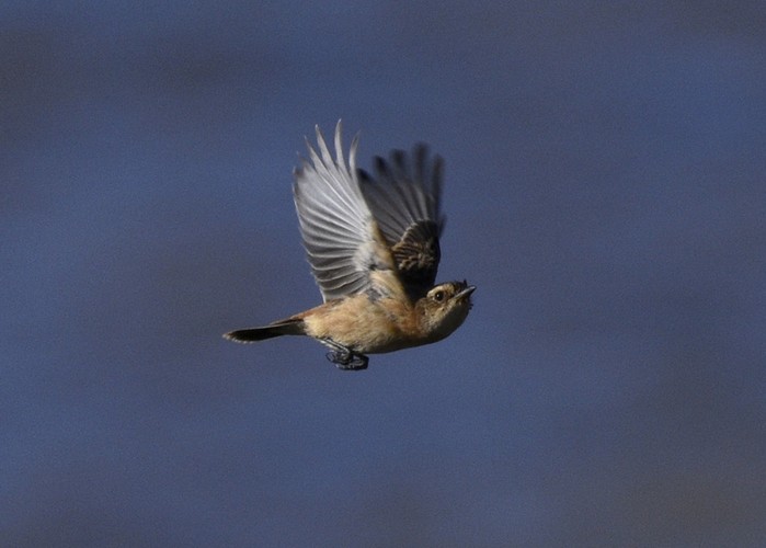 Stejneger's Stonechat