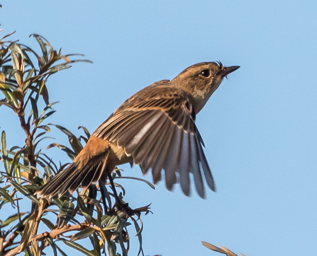 Stejneger's Stonechat