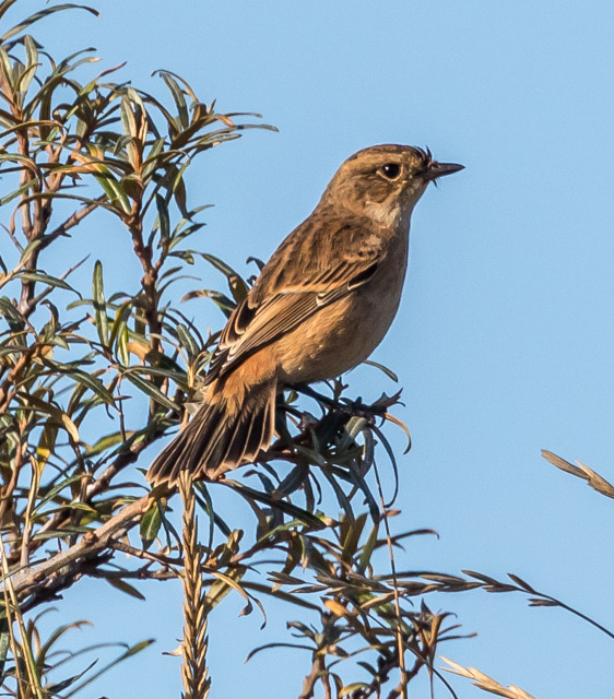 Stejneger's Stonechat