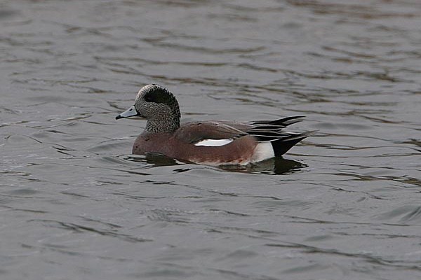 American Wigeon