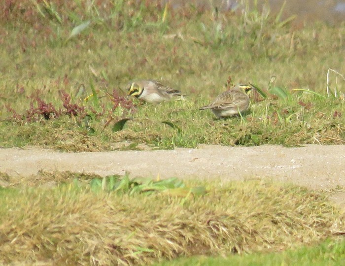 Shorelark