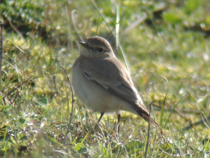 Isabelline Wheatear