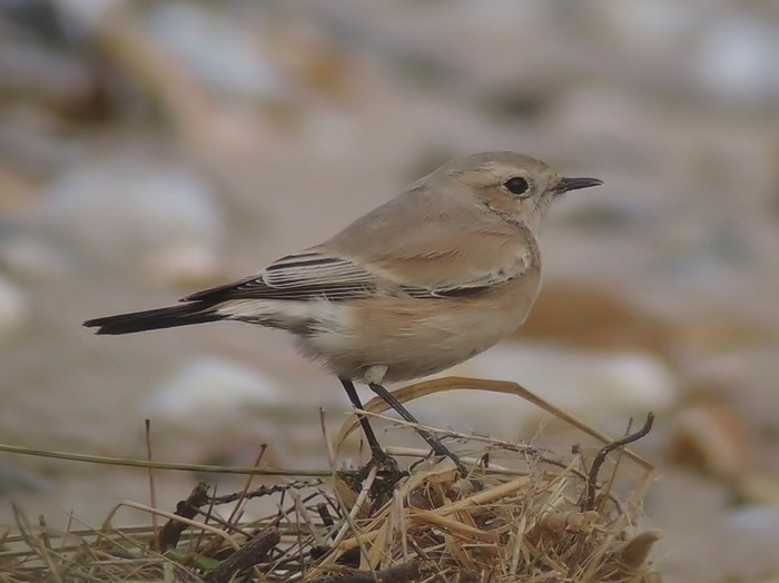 Desert Wheatear