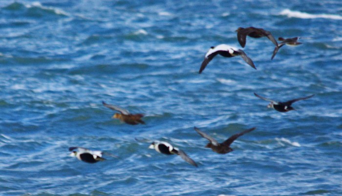 King Eider