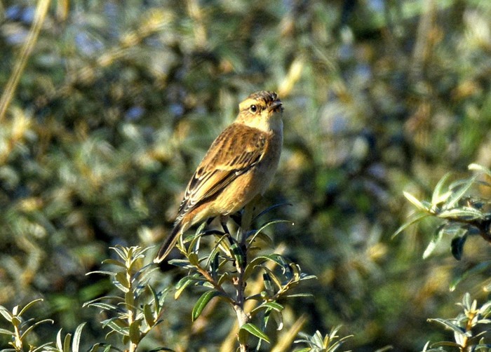 Stejneger's Stonechat