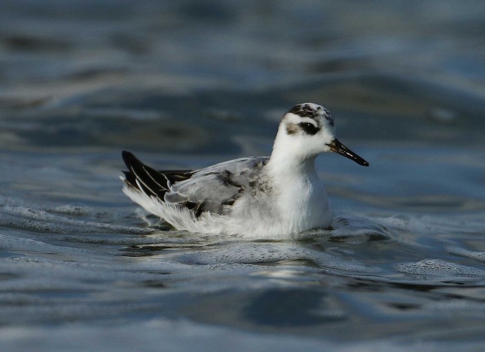 Grey Phalarope
