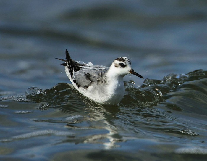 Grey Phalarope