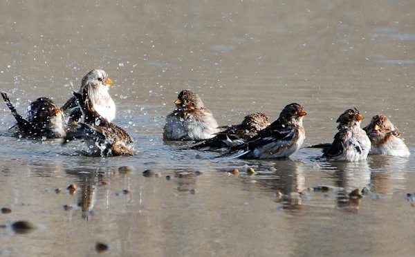 Snow Bunting