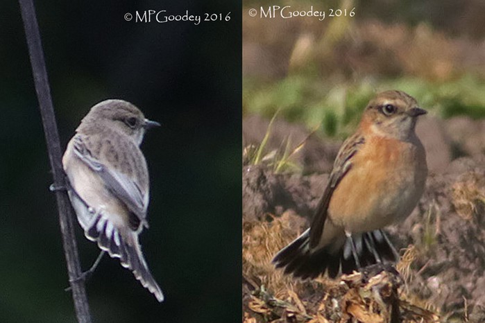 Caspian Stonechat