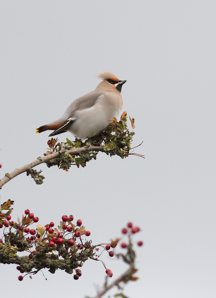 Waxwing