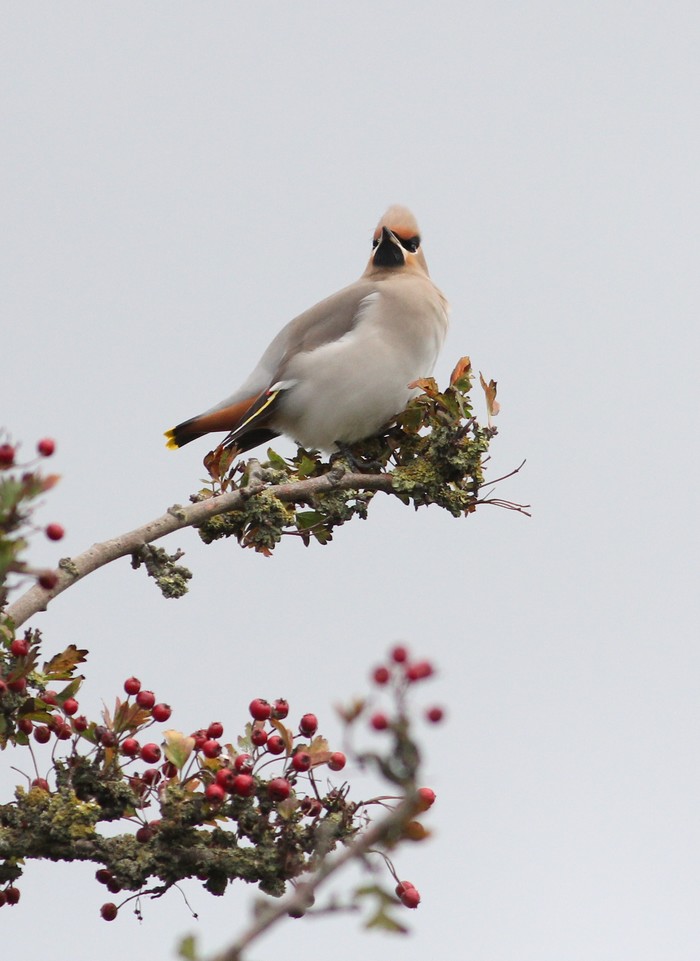 Waxwing
