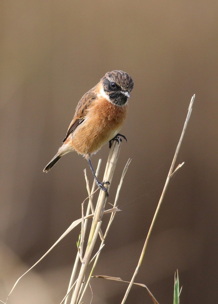 stonechat