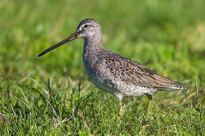 Long-billed Dowitcher