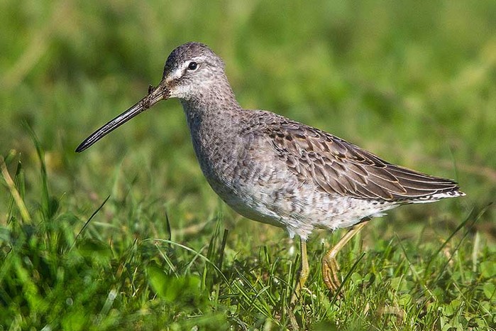Long-billed Dowitcher