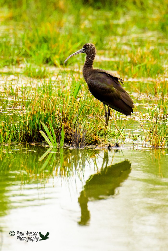 Glossy Ibis