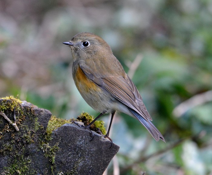 Red-flanked Bluetail