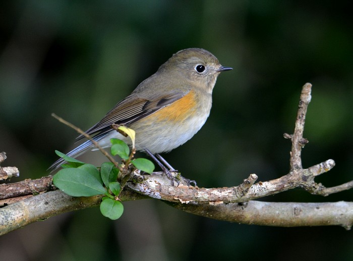 Red-flanked Bluetail