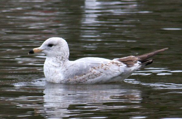 Ring-billed Gull