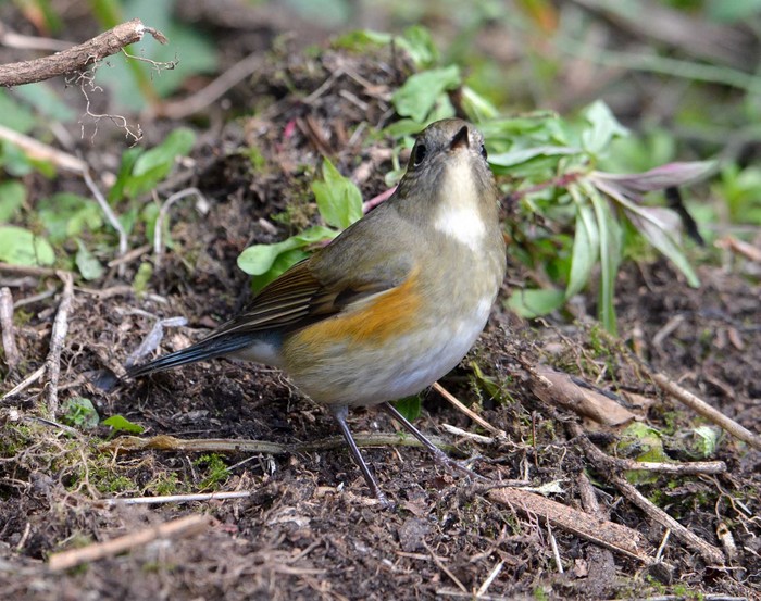 Red-flanked Bluetail