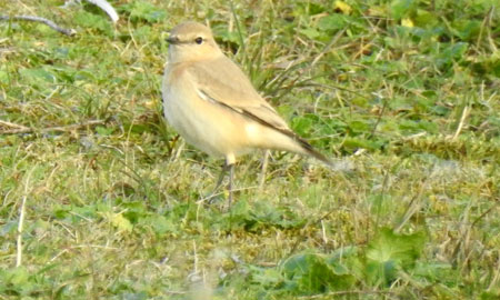 Isabelline Wheatear