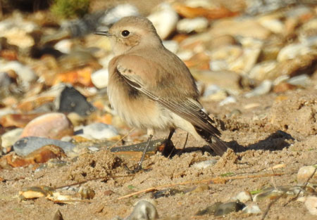 Desert Wheatear