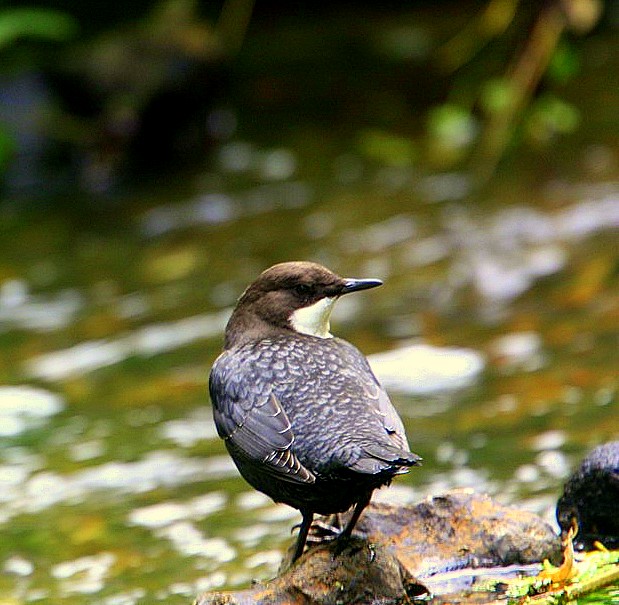 Black-bellied Dipper