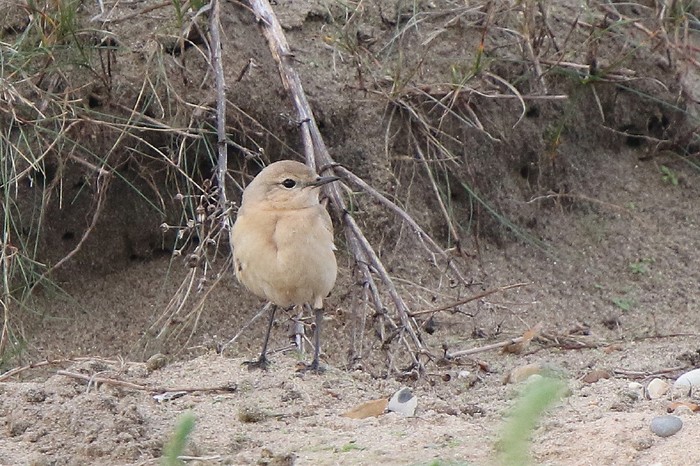 Isabelline Wheatear