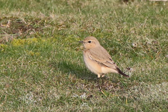 Isabelline Wheatear