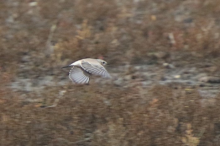 Isabelline Wheatear