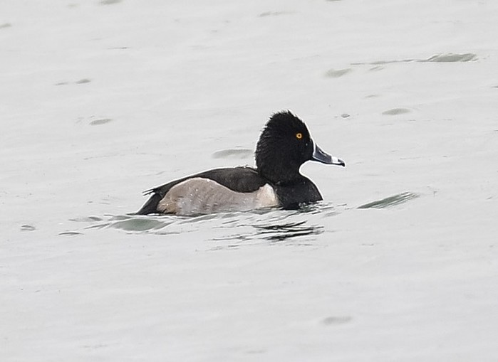 Ring-necked Duck