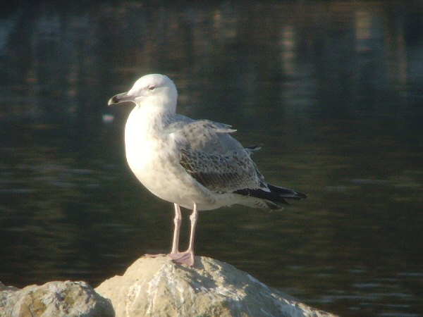 Caspian Gull