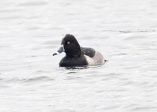 Ring-necked Duck