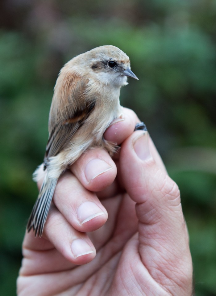 Penduline Tit